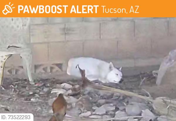 Found/Stray Unknown Dog last seen S Avenida Perlina and W Calle Levante, Tucson, AZ 85746