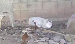 Found/Stray Unknown Dog last seen S Avenida Perlina and W Calle Levante, Tucson, AZ 85746