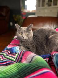 Lost Female Cat last seen Trombetta and orangeburg, Modesto, CA 95350