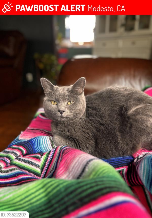 Lost Female Cat last seen Trombetta and orangeburg, Modesto, CA 95350