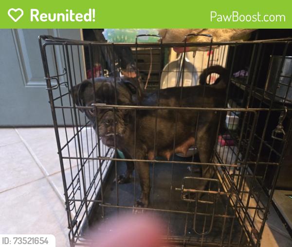 Reunited Female Dog last seen Found near church, San Diego, CA 92114