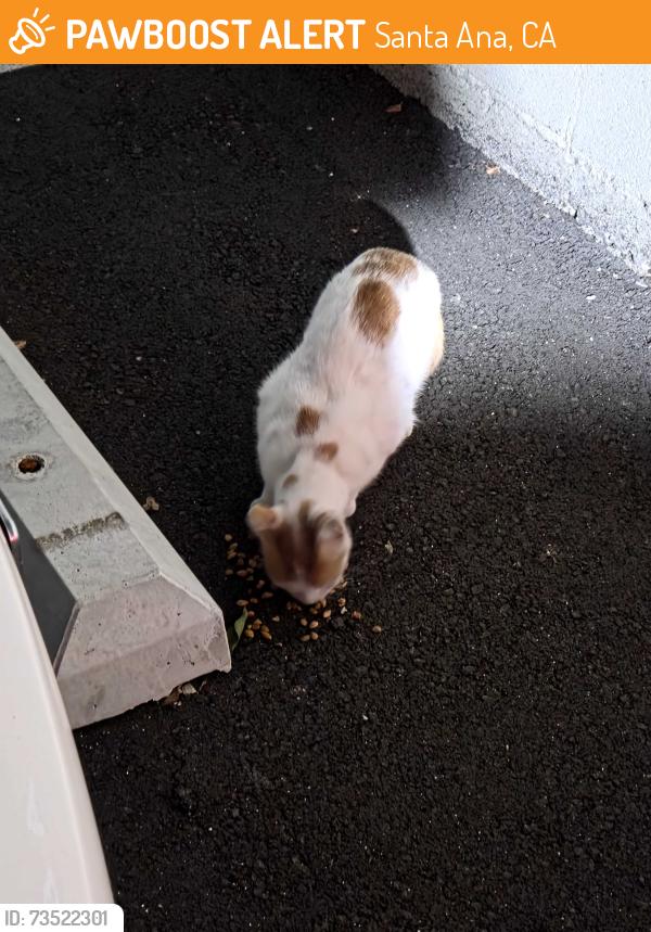 Found/Stray Female Cat last seen McFadden & Lyon, Santa Ana, CA 92705