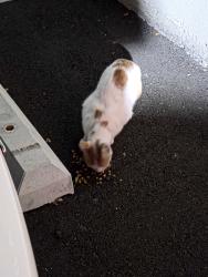 Found/Stray Female Cat last seen McFadden & Lyon, Santa Ana, CA 92705