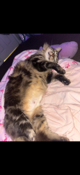 Lost Male Cat last seen David drives west metaire to Elise, Metairie, LA 70003