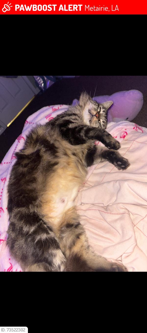 Lost Male Cat last seen David drives west metaire to Elise, Metairie, LA 70003