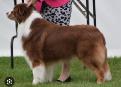 Reunited Female Dog last seen Greenhurst, Nampa, ID 83686