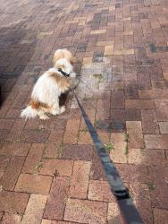 Reunited Unknown Dog last seen Vitko street, Woodridge, Woodridge, QLD 4114