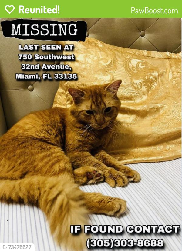 Reunited Male Cat last seen Habitación Céntrica calle 8 Miami, Miami, FL 33135