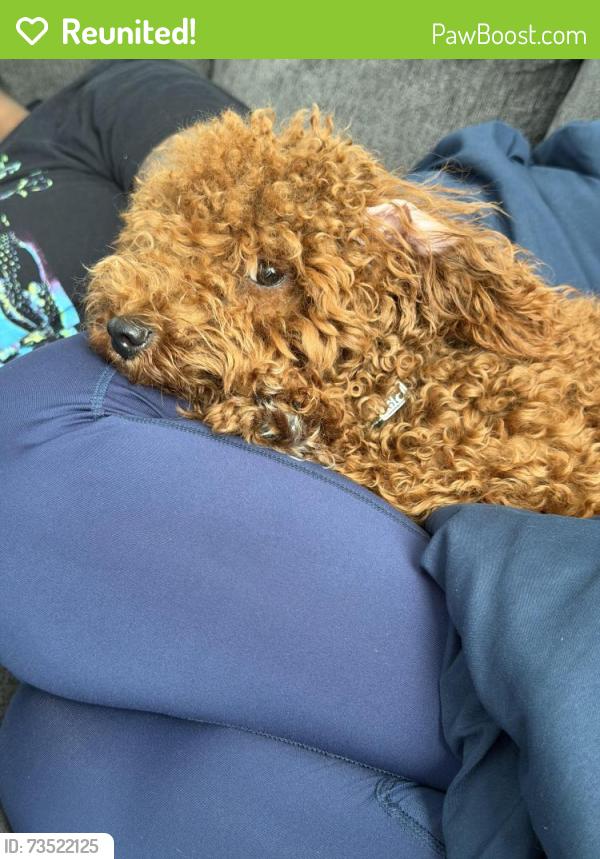 Reunited Female Dog last seen Bert Ferguson park, Memphis, TN 38018