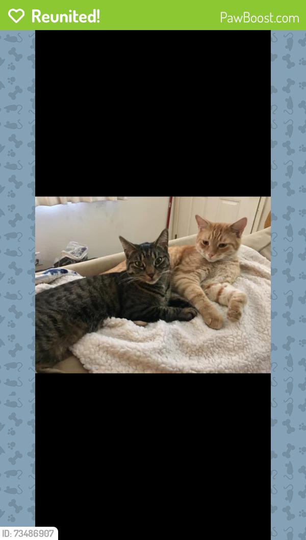 Reunited Male Cat last seen Near Stewart St, Grass Valley, CA 95945, USA, Grass Valley, CA 95945