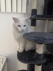Reunited Male Cat last seen 250th st, Lomita, CA 90717