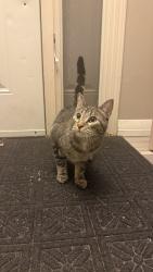 Reunited Male Cat last seen Silver Ridge Dr NW, Calgary, AB, Canada, Calgary, AB 