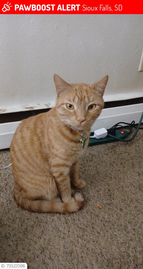 Lost Male Cat last seen 41st St. And Terry Ave., Sioux Falls, SD 57106