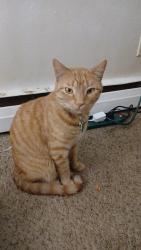 Lost Male Cat last seen 41st St. And Terry Ave., Sioux Falls, SD 57106