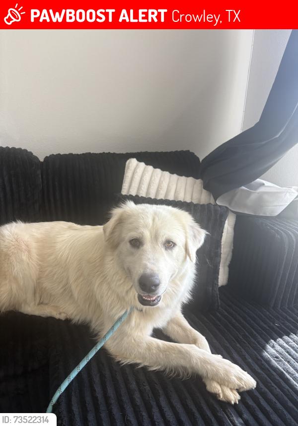 Lost Female Dog last seen Crowley texas, Crowley, TX 76036