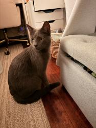 Reunited Male Cat last seen Country Club, Escondido, CA, USA, Escondido, CA 92046