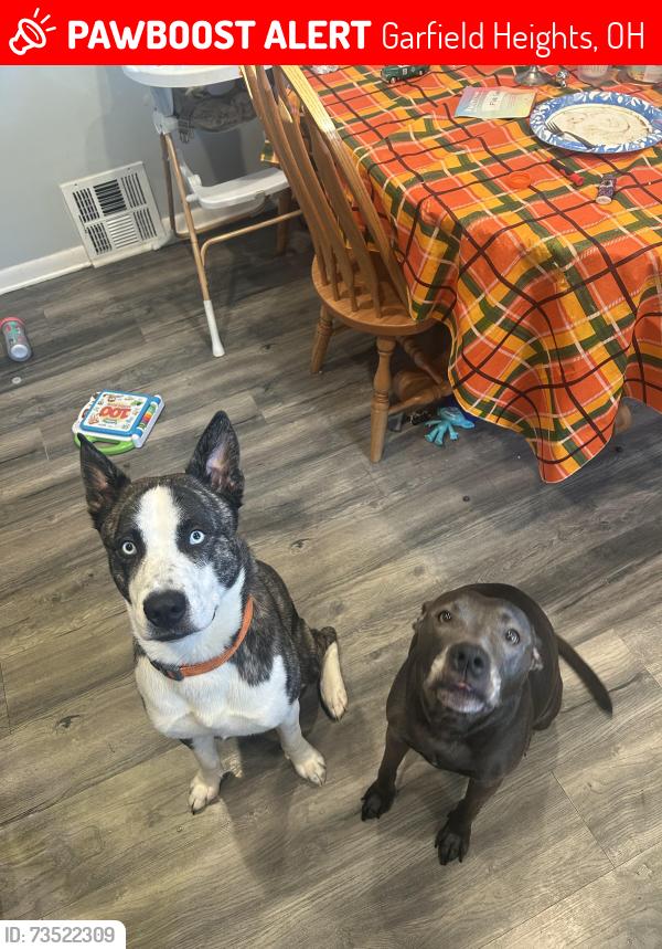 Lost Male Dog last seen Shady oak and E135th, Garfield Heights, OH 44125