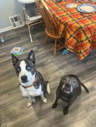 Lost Male Dog last seen Shady oak and E135th, Garfield Heights, OH 44125