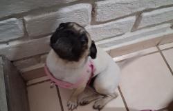 Lost Female Dog last seen Campbell & Drexel, Tucson, AZ 85706