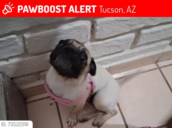 Lost Female Dog last seen Campbell & Drexel, Tucson, AZ 85706