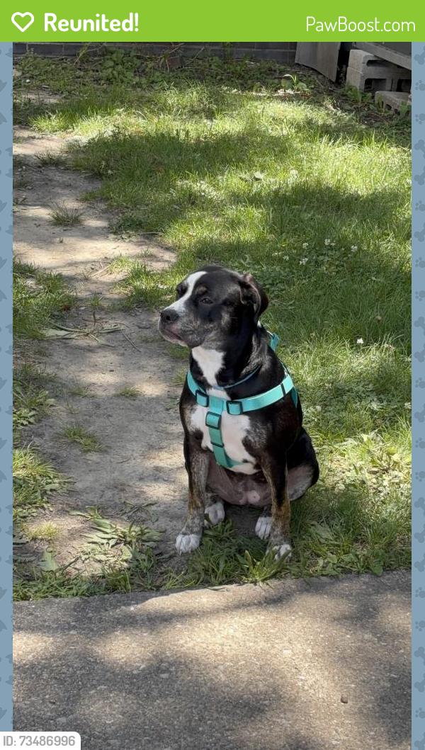 Reunited Female Dog last seen Columbia and Main Street area, Evansville, IN 47711
