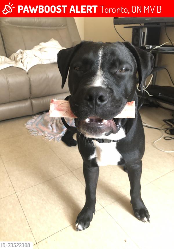 Lost Male Dog last seen Queen and Bathurst, Toronto, ON M5V 2B5