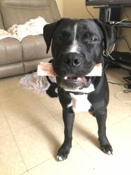 Lost Male Dog last seen Queen and Bathurst, Toronto, ON M5V 2B5