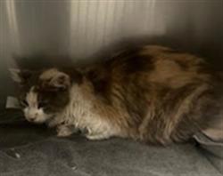 Shelter Stray Female Cat last seen , 11361 W Pico Blvd, Los Angeles, CA 90064, USA
