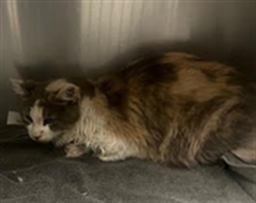 Shelter Stray Female Cat last seen , 11361 W Pico Blvd, Los Angeles, CA 90064, USA