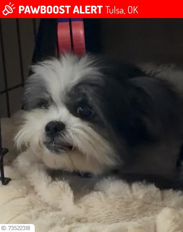 Lost Female Dog last seen Nathan hale high school, Tulsa, OK 74145