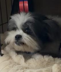 Lost Female Dog last seen Nathan hale high school, Tulsa, OK 74145