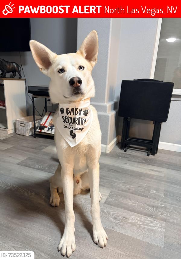 Lost Male Dog last seen Scott robinson, North Las Vegas, NV 89031