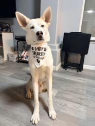 Lost Male Dog last seen Scott robinson, North Las Vegas, NV 89031