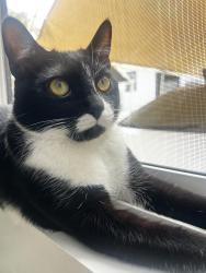 Lost Male Cat last seen Couple streets behind jack in the box, Bell, CA 90201