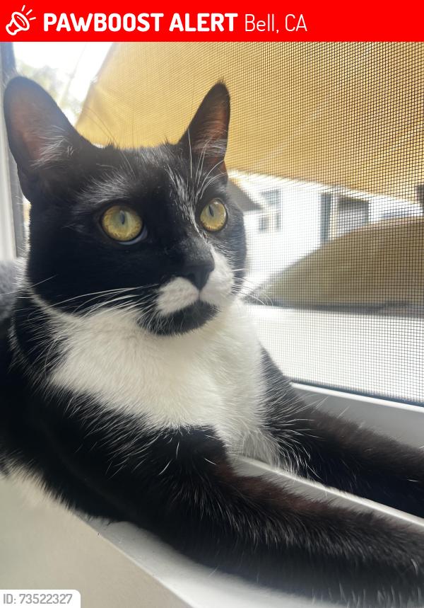 Lost Male Cat last seen Couple streets behind jack in the box, Bell, CA 90201
