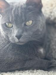 Lost Female Cat last seen Wood creek apmts, Pleasant Hill, CA 94523