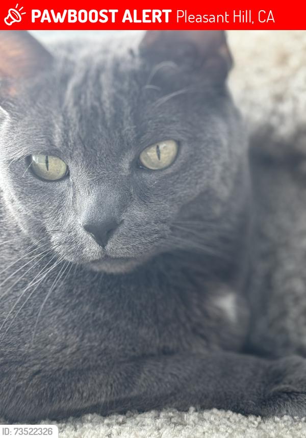 Lost Female Cat last seen Wood creek apmts, Pleasant Hill, CA 94523