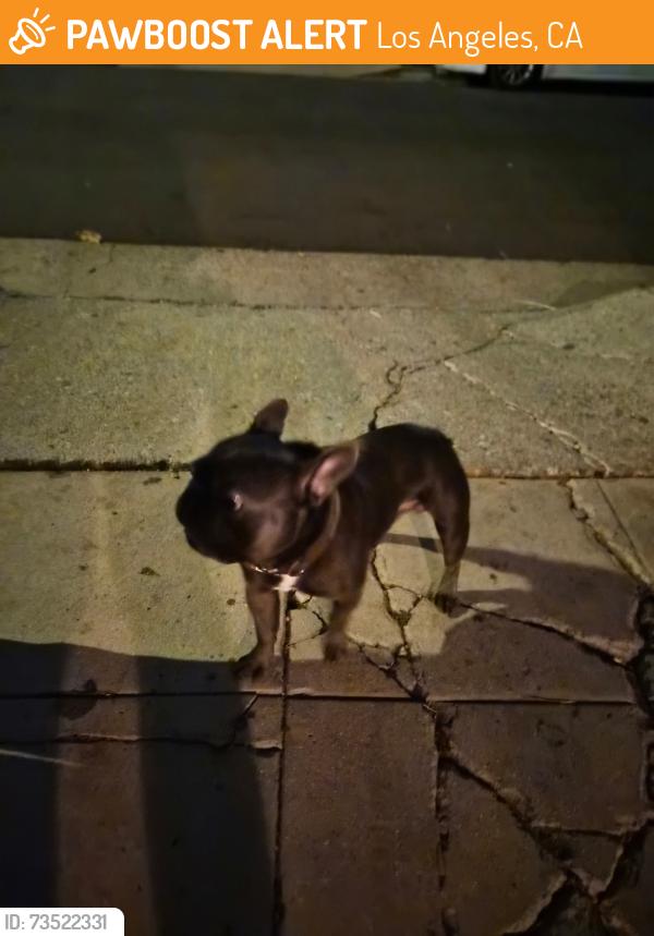 Found/Stray Male Dog last seen 109th spring street, Los Angeles, CA 90061