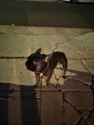 Found/Stray Male Dog last seen 109th spring street, Los Angeles, CA 90061