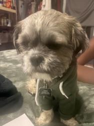 Reunited Male Dog last seen Near and grove, Wichita, KS 67219