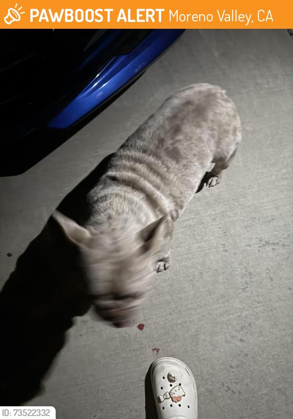 Found/Stray Female Dog last seen Okeefe ln, Moreno Valley, CA 92555
