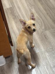 Found/Stray Female Dog last seen Roselle ave , Merle ave, Modesto, CA 95355