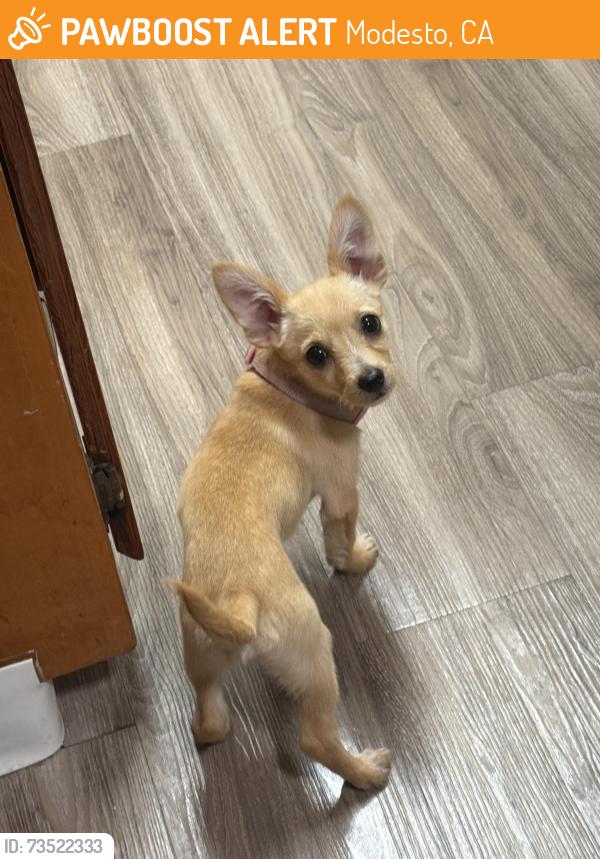 Found/Stray Female Dog last seen Roselle ave , Merle ave, Modesto, CA 95355