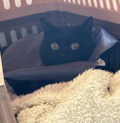 Lost Male Cat last seen Scarborough, Scarborough, WA 6019