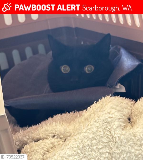 Lost Male Cat last seen Scarborough, Scarborough, WA 6019