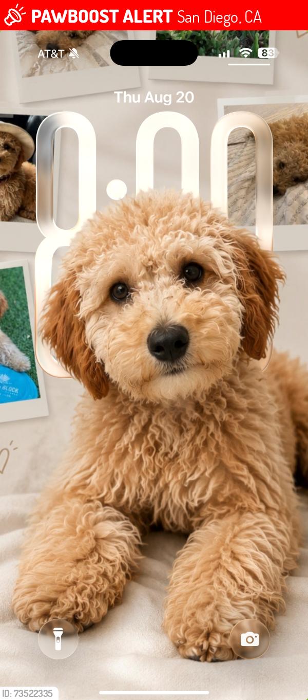 Lost Male Dog last seen Santa Monica and Sunset Cliffs, San Diego, CA 92107