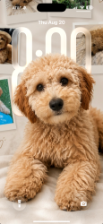 Lost Male Dog last seen Santa Monica and Sunset Cliffs, San Diego, CA 92107