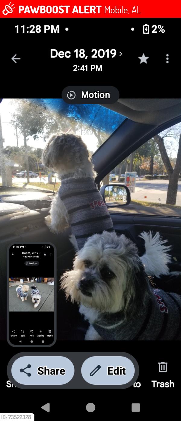 Lost Male Dog last seen lakeview neighborhood.. green Park dr, Mobile, AL 36695