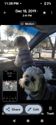 Lost Male Dog last seen lakeview neighborhood.. green Park dr, Mobile, AL 36695