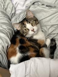 Lost Female Cat last seen Roosevelt/South Scottsdale, Scottsdale, AZ 85257